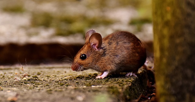 Lasers turn lab mice into brutal killers